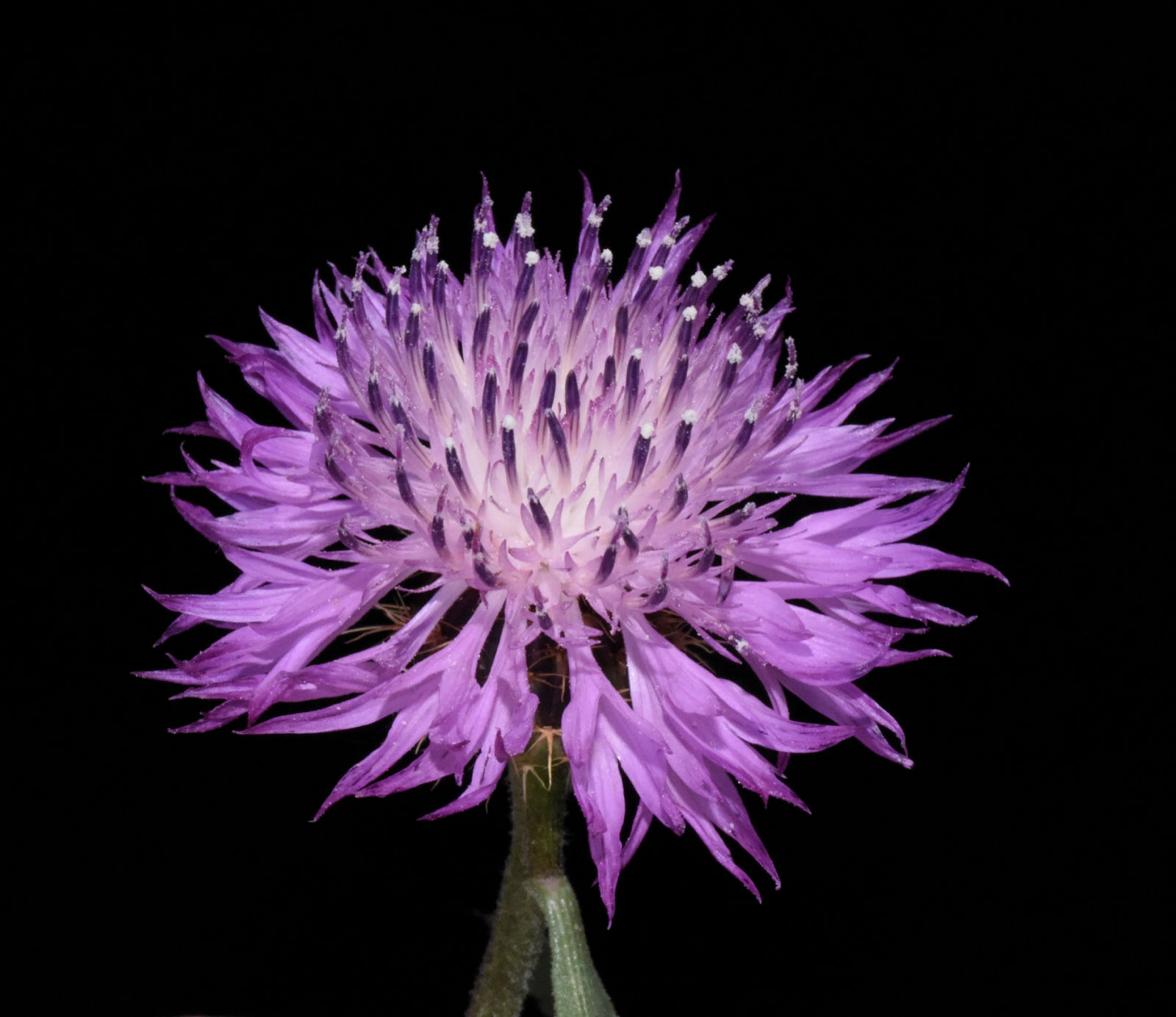 Centaurea malacitana Boiss. | Plants of the World Online | Kew Science