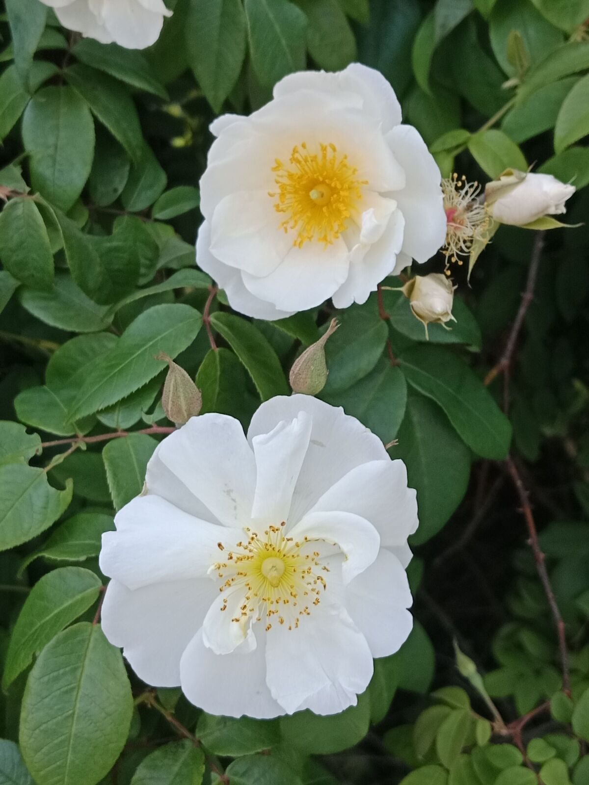 Rosa leschenaultiana