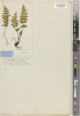 Kew Gardens K001090004:  Pearce, R.W. [s.n.] Colombia