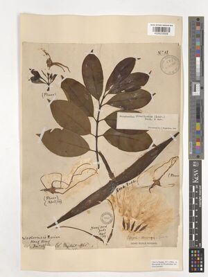 Cryptolepis sinensis (Lour.) Merr. | Plants of the World Online | Kew ...