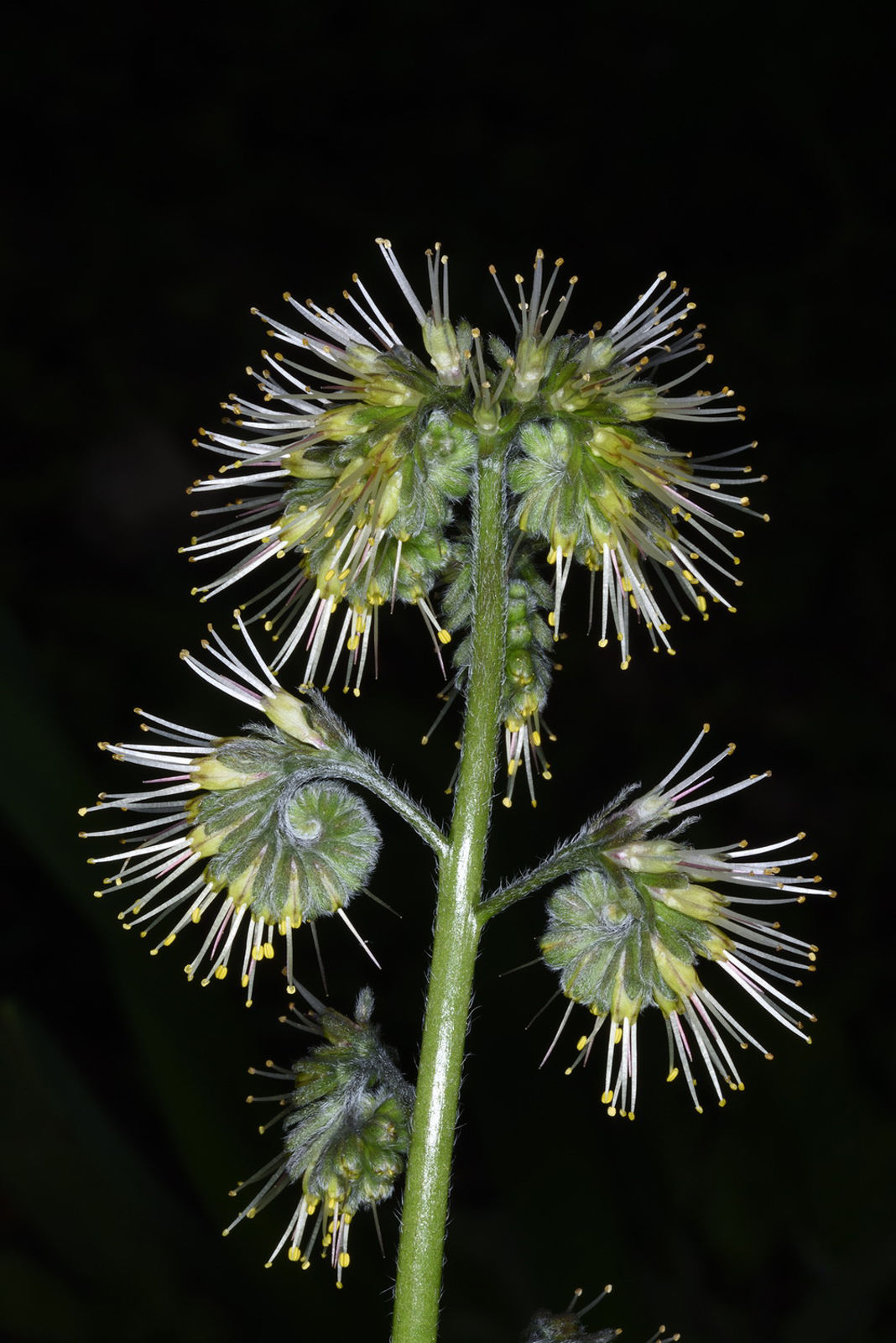 Solenanthus circinnatus Ledeb. | Plants of the World Online | Kew Science