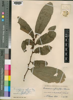 Kew Gardens K000198907:  Quarré, P. [2708] Congo, Democratic Republic of the