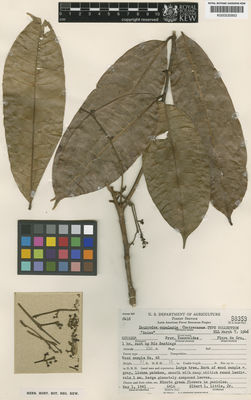 Kew Gardens K000530953:  Little Jr., E.L. [6416] Ecuador