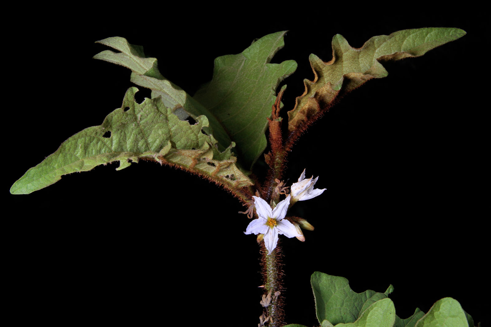 A revision of the “spiny solanums” of Tropical Asia (Solanum, the  Leptostemonum Clade, Solanaceae)