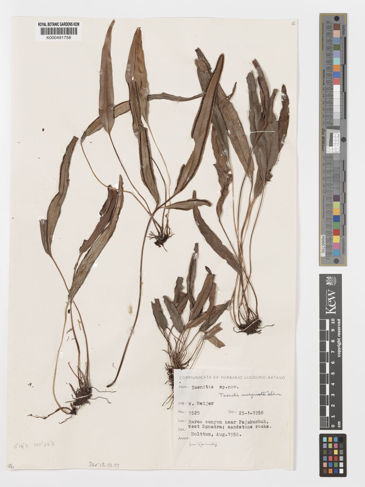 Taenitis marginata