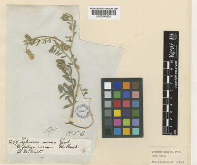 Kew Gardens K000848835:  s.coll. [5644]