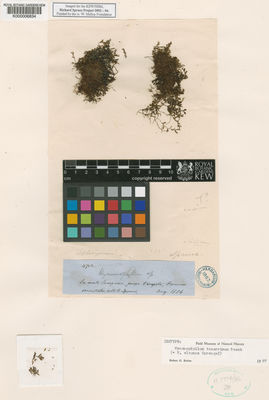 Kew Gardens K000006834:  Spruce, R. [4702] Peru