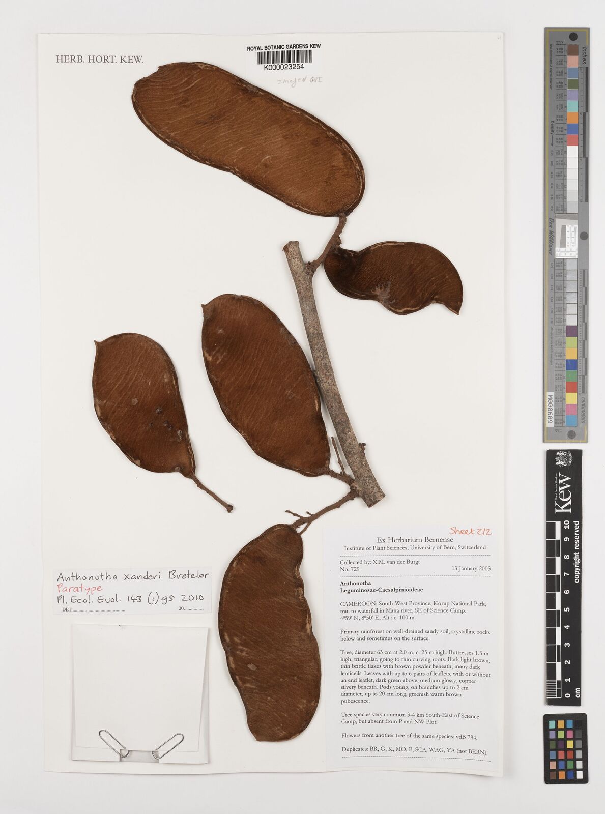Kew Gardens K000023254:  Burgt, X.M., van der [729] Cameroon