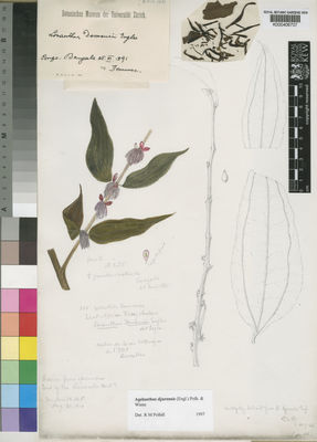 Kew Gardens K000406707:  Demeuse [255] Congo, Democratic Republic of the