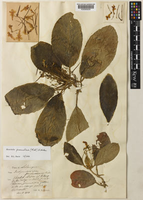 Kew Gardens K000858250:  Ridley, H.N. [s.n.] Malaysia