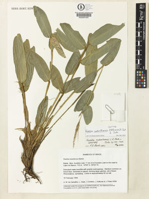 Kew Gardens K000001061:  Carvalho, A.M.; Clark, L.; Cordeiro, I.; Kallunki, J.; Pirani, J. [4390] Brazil