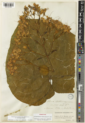 Kew Gardens K001097091:  s.coll. [s.n.] Indonesia