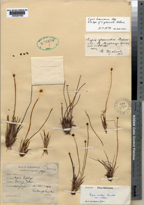 Kew Gardens K000291952:  Haniff, M.; Nur, M. [7893] Malaysia