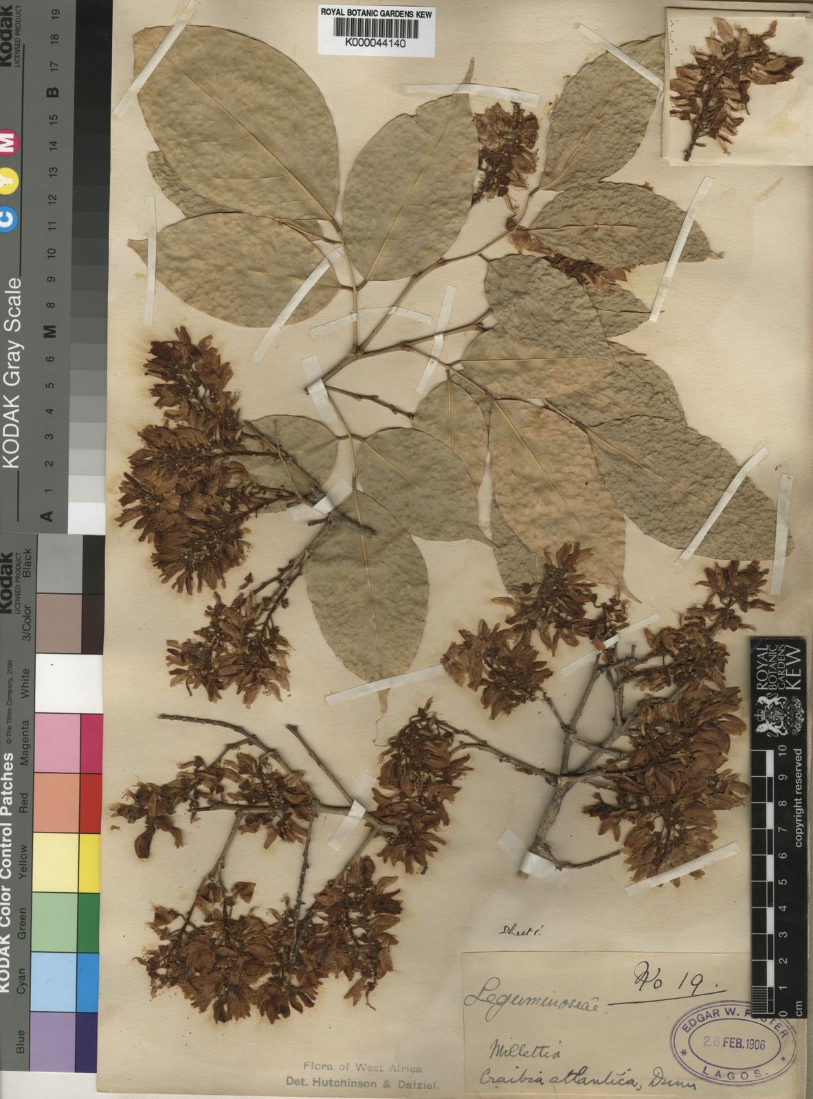 Craibia atlantica Dunn | Plants of the World Online | Kew Science