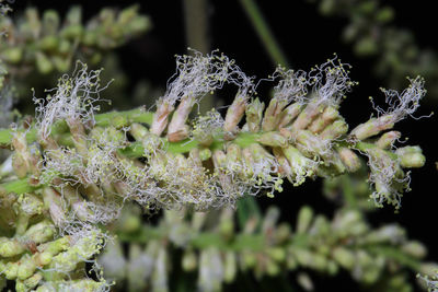 Lysiloma Benth. | Plants of the World Online | Kew Science