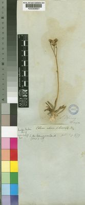 Kew Gardens K000306921:  Drege [s.n.] South Africa