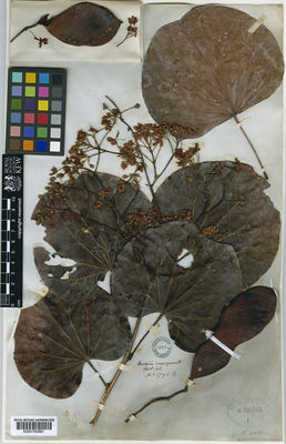 Kew Gardens K000760961:  s.coll. [5792]