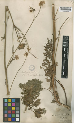 Kew Gardens K000686244:  Robertson [s.n.] Australia