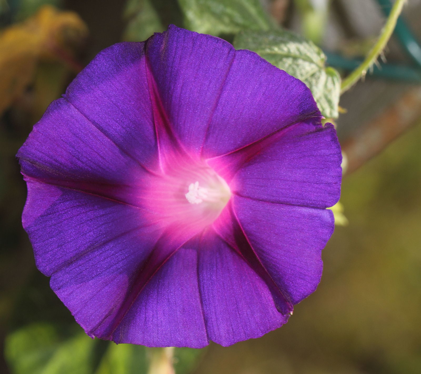 A foundation monograph of Ipomoea (Convolvulaceae) in the New World