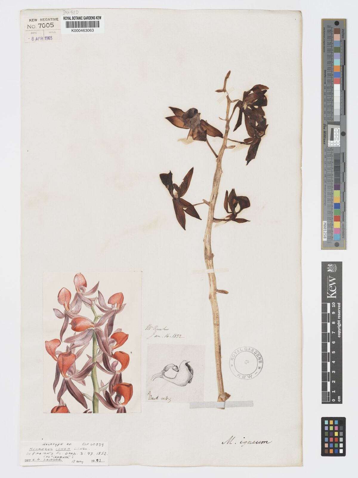Kew Gardens K000463063:  Rucker, H.M.R. [s.n.]