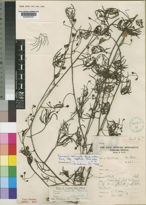 Kew Gardens K000097221:  Hemming, C.F. [451] Kenya