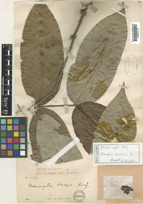 Kew Gardens K000859155:  King (Dr.)'s Collector [509] India