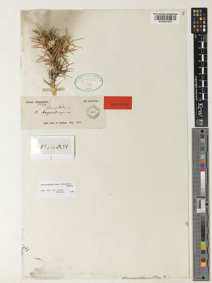 Kew Gardens K000951875:  Bunge, A.A., von [s.n.] Iran