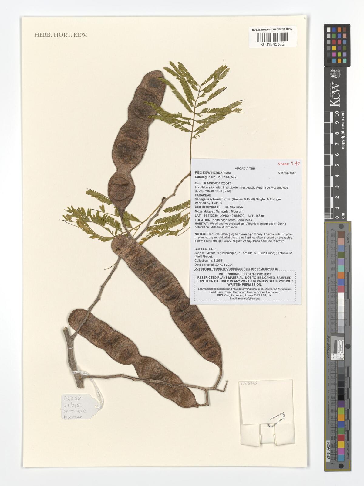 Senegalia schweinfurthii