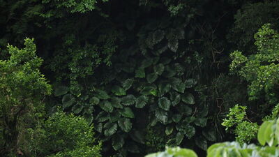 Philodendron giganteum Schott | Plants of the World Online | Kew Science