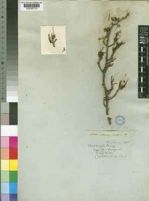 Kew Gardens K000307101:  Drege [s.n.] South Africa