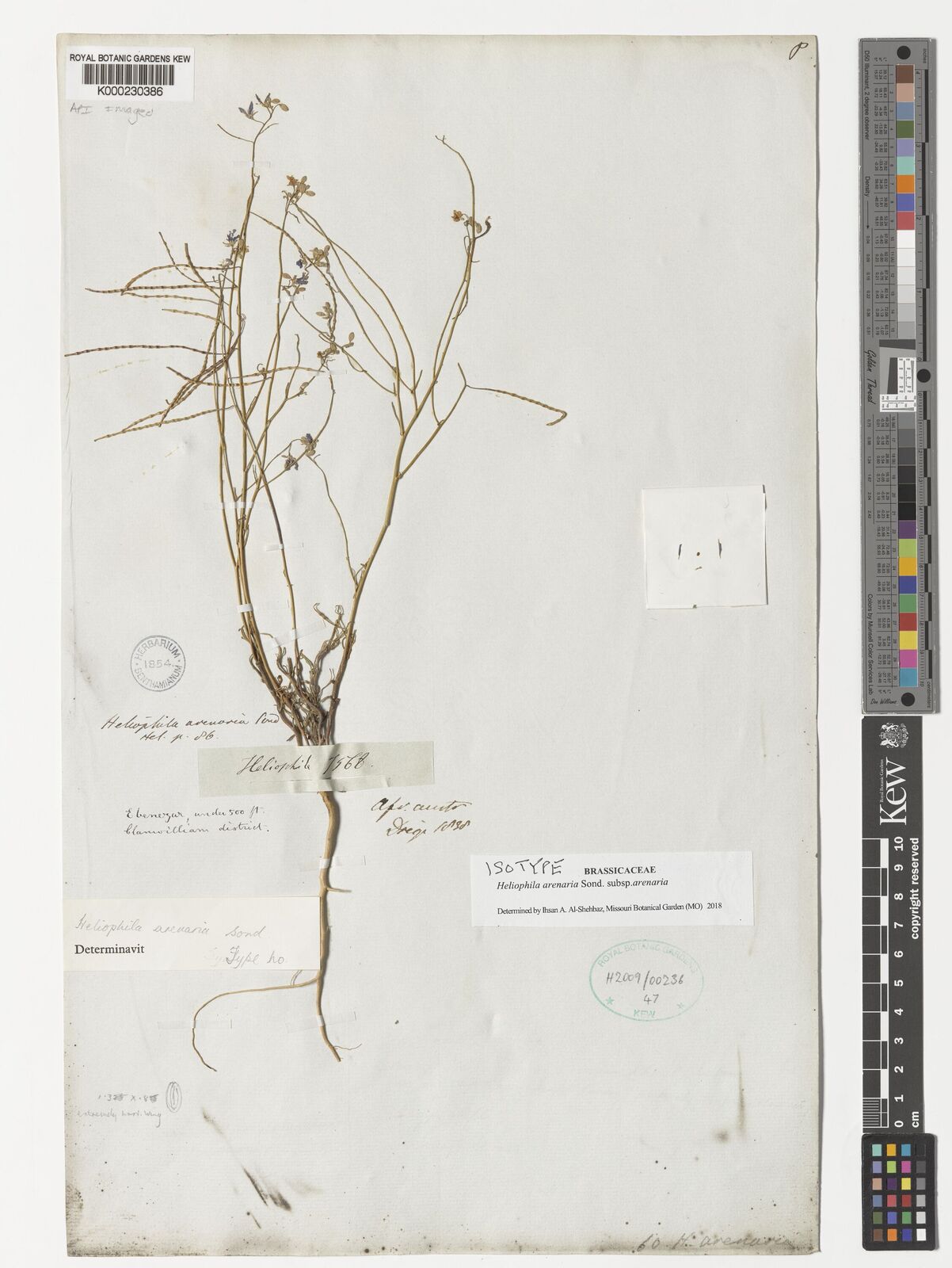 Kew Gardens K000230386:  Drege [s.n.] South Africa