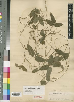 Kew Gardens K000263442:  Dummer, R. [4441] Uganda