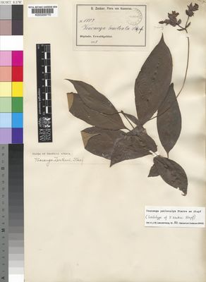 Kew Gardens K000233770:  Zenker, G.A. [1807] Cameroon