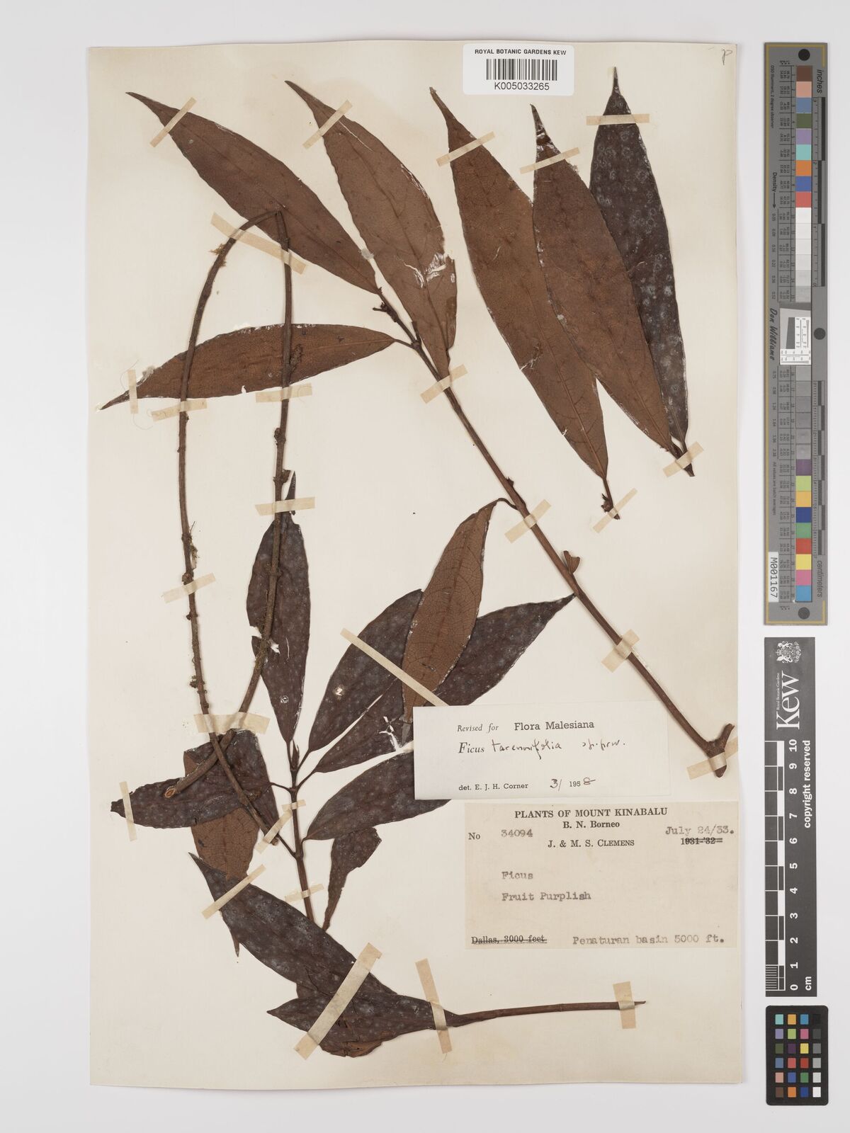 Ficus tarennifolia