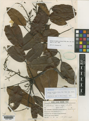 Kew Gardens K000118481:  s.coll. [61] Suriname