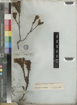 Kew Gardens K000199114:  Drege [s.n.] South Africa