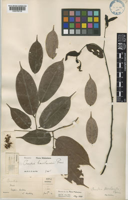 Kew Gardens K000780136:  Haviland, G.D.; Hose, C. [3703] Borneo