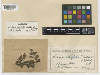 Kew Gardens K000791707:  Morrison, A. [s.n.] Australia