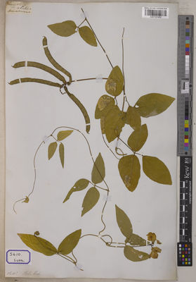 Kew Gardens K001121452:  s.coll. [Cat. no. 5610]