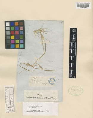 Kew Gardens K000808544:  Aucher Eloy, P.M.R. [2929] Syria