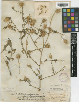 Kew Gardens K000792239:  Wight, R. [1495] India