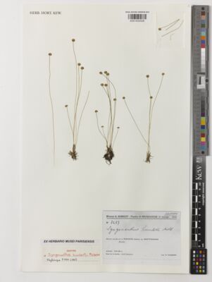 Kew Gardens K001532029:  Humbert, H. [3487] Madagascar