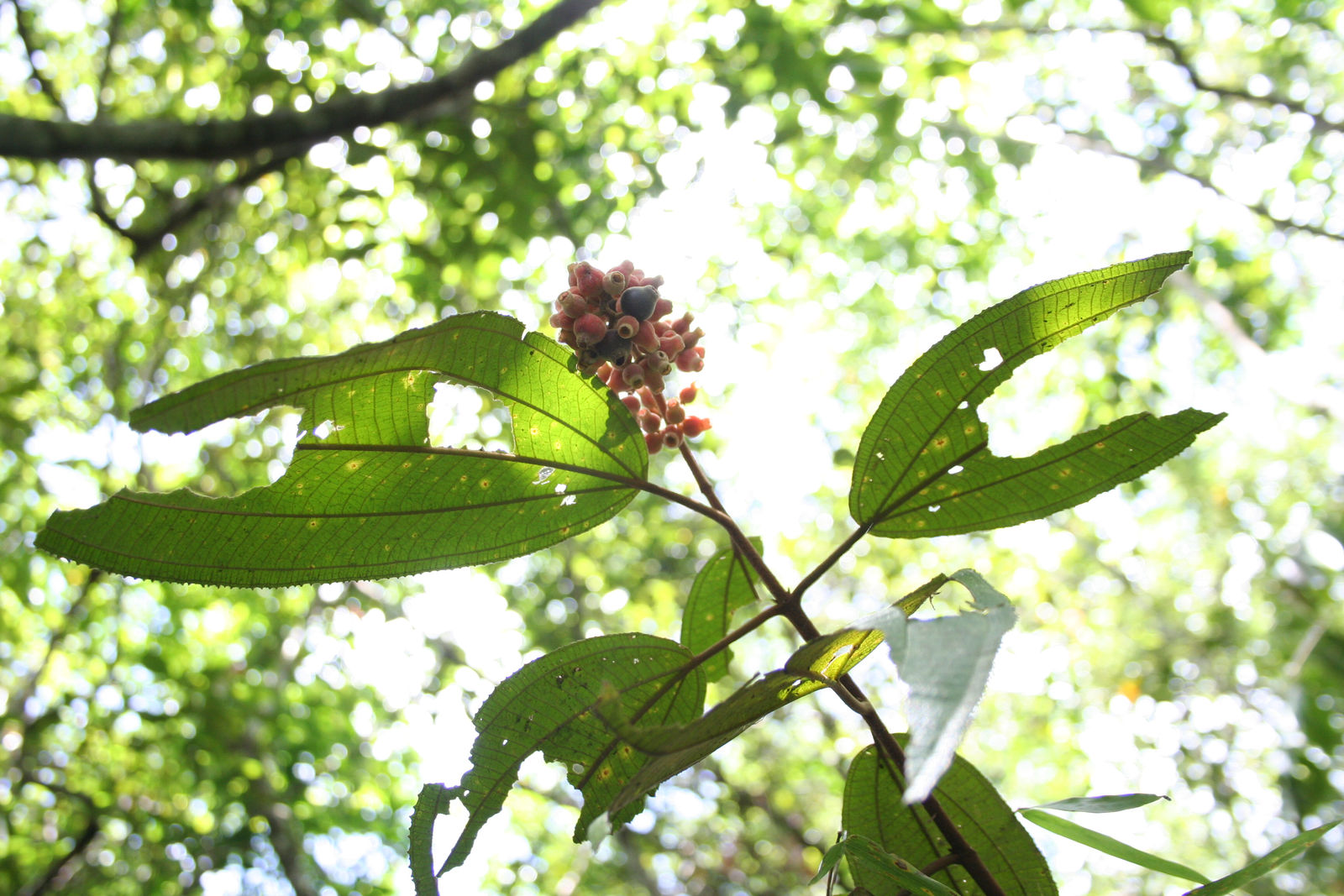 © copyright of the Board of Trustees of the Royal Botanic Gardens, Kew.