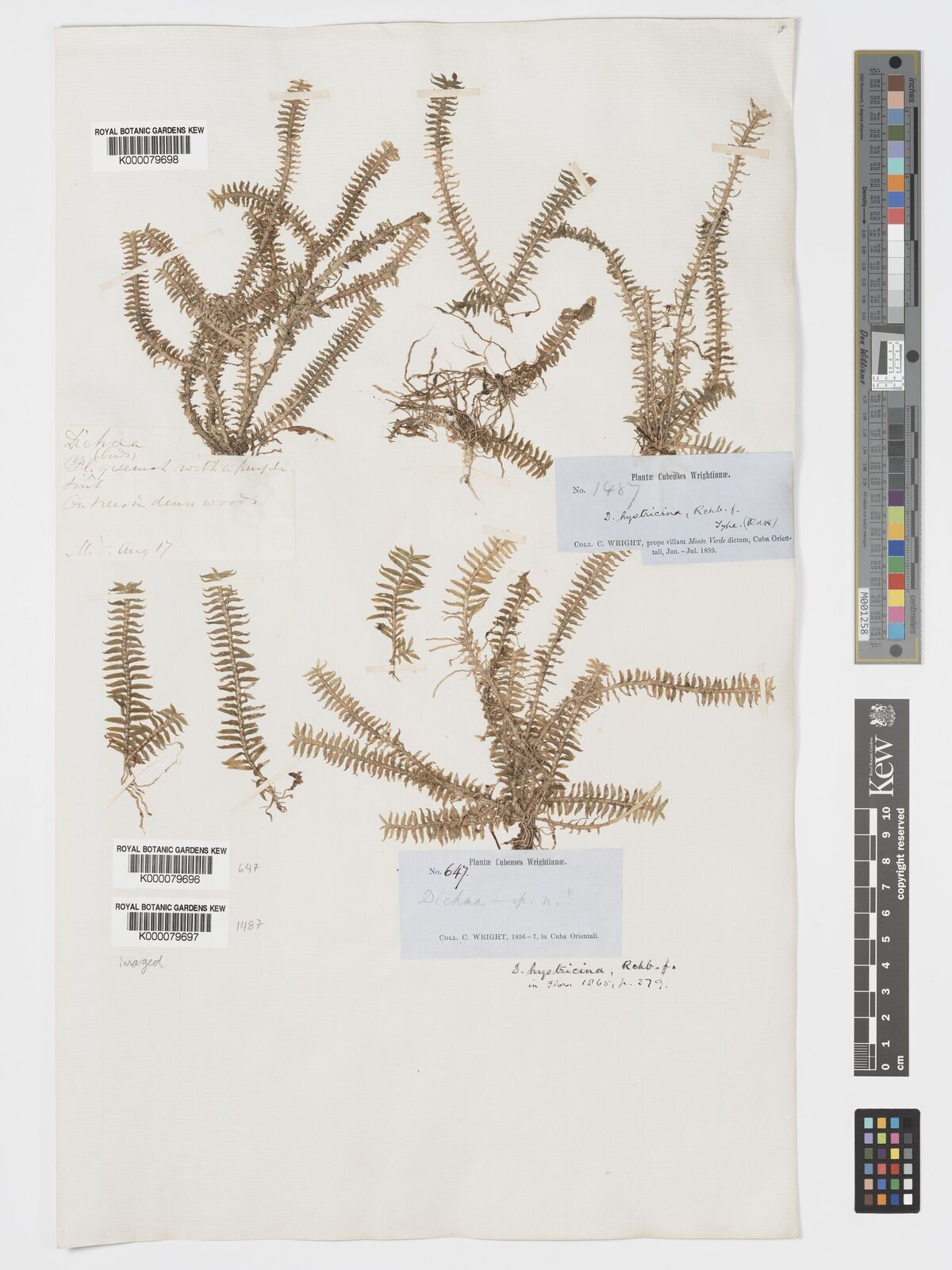 Kew Gardens K000079698:  s.coll. [s.n.] Cuba