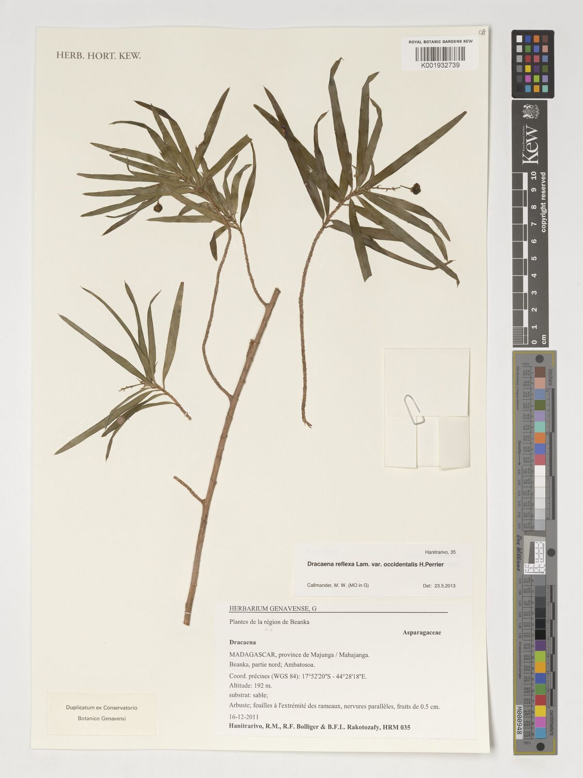 Dracaena reflexa var. occidentalis H.Perrier | Plants of the World Online |  Kew Science