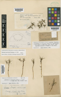 Kew Gardens K000534940:  Buchtien, O. [s.n.] Argentina