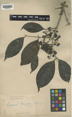 Kew Gardens K000821388:  Dr King's Collector [s.n.] India