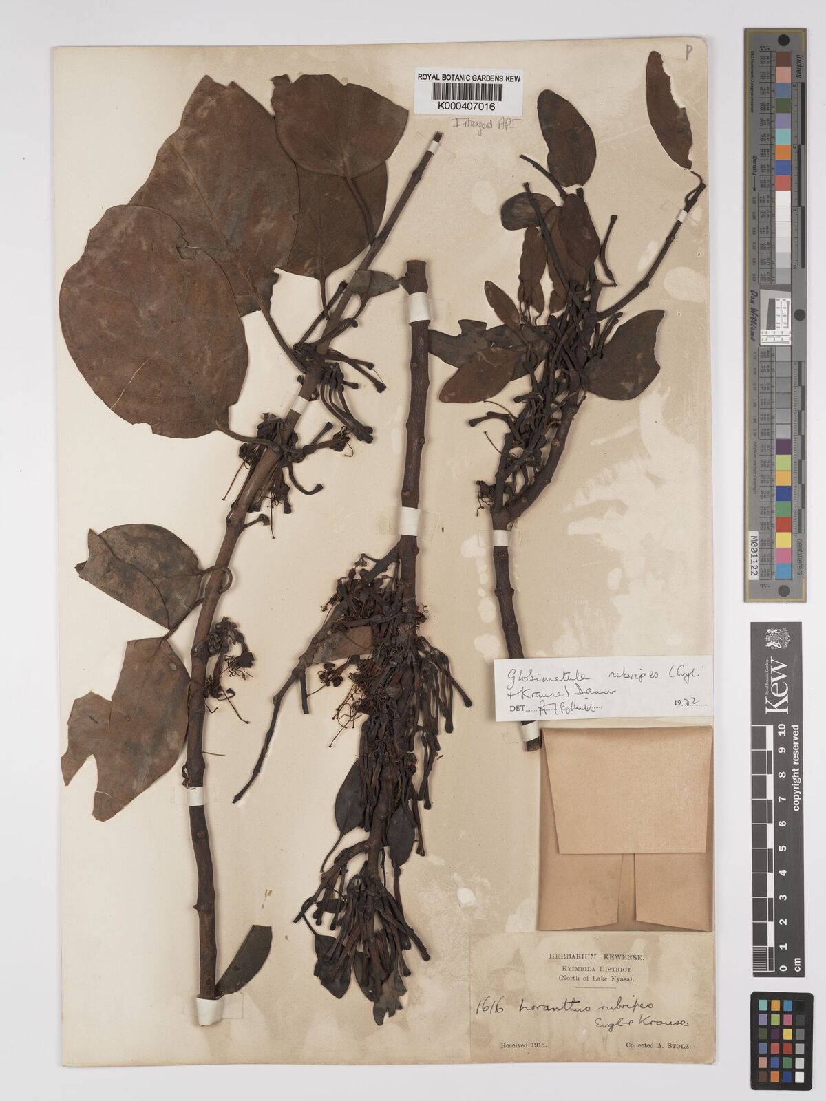Kew Gardens K000407016:  Stolz, A. [1616] Tanzania