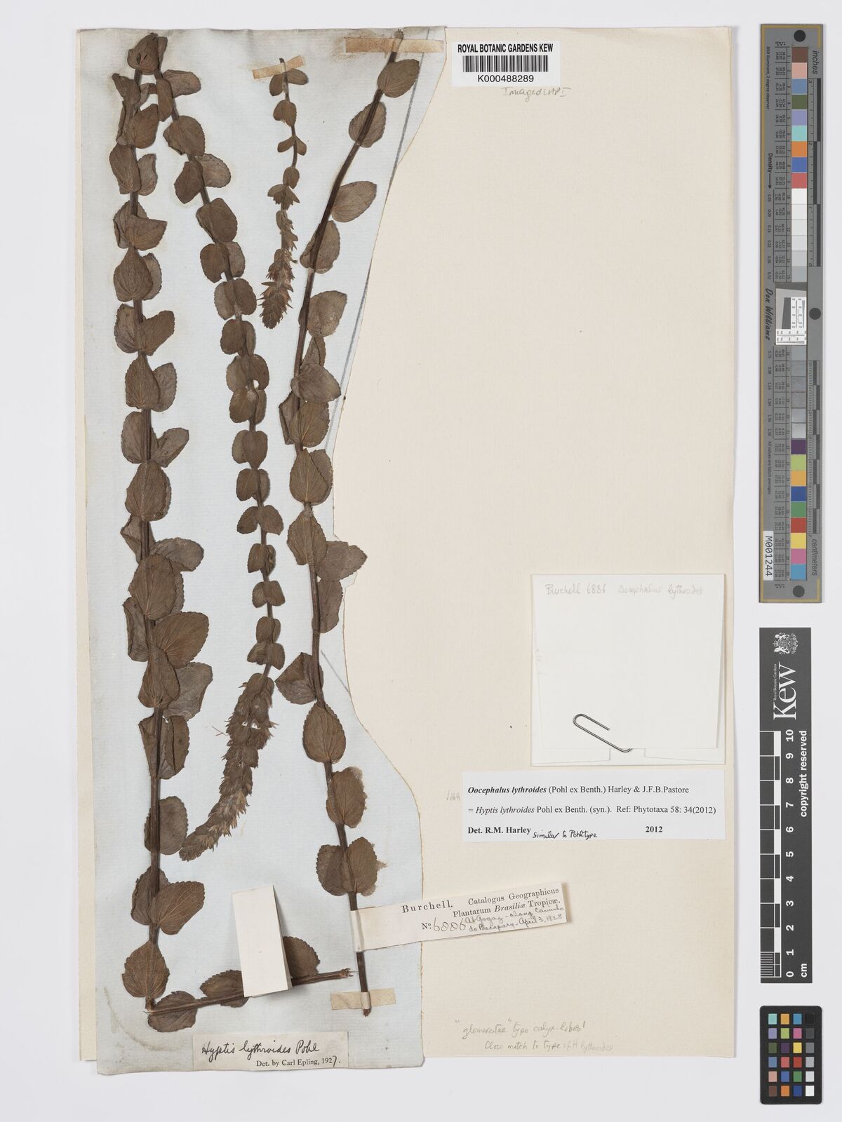 Kew Gardens K000488289:  Burchell [6886] Brazil