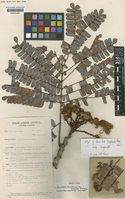 Kew Gardens K000654651:  Hoogland, R.D. [4331] Papua New Guinea